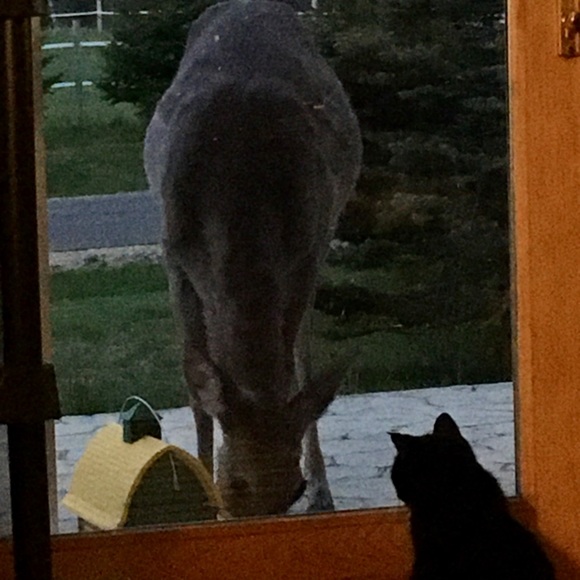 Welcome to my Poshmark Page! Come inside to meet me! - Picture 6 of 6